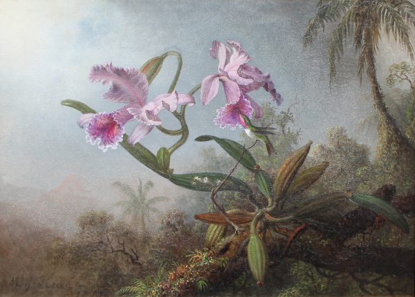 Heade Pink Orchids and Hummingbird  RGB